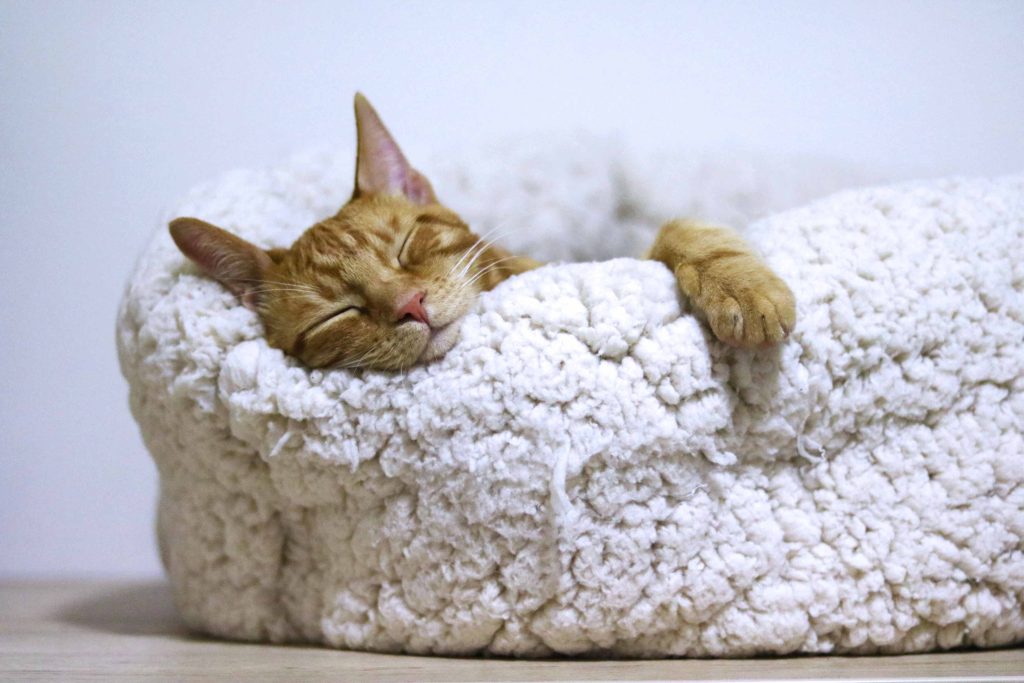 cat sleeping on a white mattres